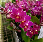 Carica l'immagine nel visualizzatore Galleria, Phalaenopsis Fruity Parfume