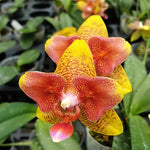 Load image into Gallery viewer, Phalaenopsis Tying Shin Fly Eagle × Phal. tetraspis 'C1'
