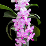 Carica l'immagine nel visualizzatore Galleria, Phalaenopsis Jiuhbao Purple Crystal