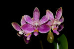 Carica l'immagine nel visualizzatore Galleria, Phalaenopsis Alfinia ‘Pink Leopard’ (violacea x finleyi)