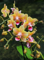Carica l'immagine nel visualizzatore Galleria, Phalaenopsis Allura Splitfire = Aromio Spicy