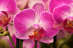 Carica l'immagine nel visualizzatore Galleria, Phalaenopsis Bing