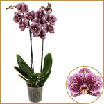 Carica l'immagine nel visualizzatore Galleria, Phalaenopsis Black Stripes