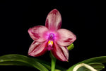 Carica l'immagine nel visualizzatore Galleria, Phalaenopsis Blackberry (Kung's Red Cherry x violacea indigo)
