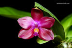 Carica l'immagine nel visualizzatore Galleria, Phalaenopsis Blackberry (Kung's Red Cherry x violacea indigo)