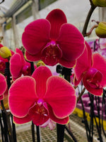 Carica l'immagine nel visualizzatore Galleria, Phalaenopsis Bloody Mary