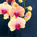 Carica l'immagine nel visualizzatore Galleria, Phalaenopsis Caribbean Dream
