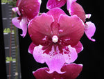 Carica l'immagine nel visualizzatore Galleria, Phalaenopsis Chia Shing Hot Kiss "Liu's" (Yu Pin Fireworks x Chia-Shing Focus) - Big Lip