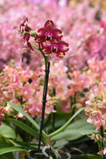 Carica l'immagine nel visualizzatore Galleria, Phalaenopsis Chienlung Black Parrot (Phal. Chiada Gloria × Phal. K S Happy Eagle)