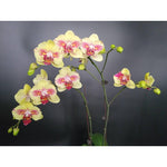 Carica l'immagine nel visualizzatore Galleria, Phalaenopsis Fangmei A Hot (peloric)