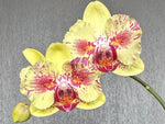 Carica l'immagine nel visualizzatore Galleria, Phalaenopsis Fangmei A Hot (peloric)