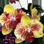 Carica l'immagine nel visualizzatore Galleria, Phalaenopsis Fangmei A Hot (peloric)