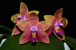 Carica l'immagine nel visualizzatore Galleria, Phalaenopsis Guadalupe Pineda (amboinensis x bellina)