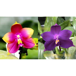 Carica l'immagine nel visualizzatore Galleria, Phalaenopsis Hawaii Dragon Girl x Phalaenopsis Yaphon Blue Bird 'blue'