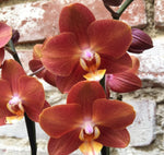 Carica l'immagine nel visualizzatore Galleria, Phalaenopsis Horizon