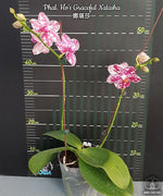 Carica l'immagine nel visualizzatore Galleria, Phalaenopsis Ho's Graceful Natasha