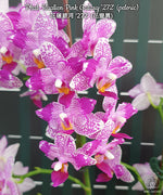 Carica l'immagine nel visualizzatore Galleria, Phalaenopsis Hualien Pink Galaxy '272' (peloric)