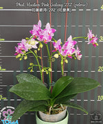 Carica l'immagine nel visualizzatore Galleria, Phalaenopsis Hualien Pink Galaxy '272' (peloric)