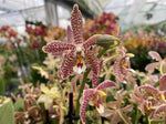 Load image into Gallery viewer, Phalaenopsis Yaphon Pink Lady (Jiaho's Pink Girl 'Sweet Fragrance' x mannii 'Black')