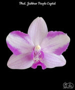 Carica l'immagine nel visualizzatore Galleria, Phalaenopsis Jiuhbao Purple Crystal
