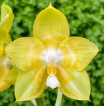 Carica l'immagine nel visualizzatore Galleria, Phalaenopsis Joy Spring Canary 'Joy'