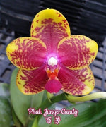Carica l'immagine nel visualizzatore Galleria, Phalaenopsis Jungo Candy