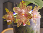Carica l'immagine nel visualizzatore Galleria, Phalaenopsis LD Giga King (gigantea 'Big Boy' x LD's Bear King 'RK3'
