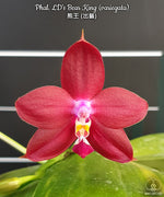 Carica l'immagine nel visualizzatore Galleria, Phalaenopsis LD's Bear King (Phal. Hannover Passion x Phal. Dragon Tree Eagle)