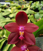 Carica l'immagine nel visualizzatore Galleria, Phalaenopsis LD's Bear King (Phal. Hannover Passion x Phal. Dragon Tree Eagle)