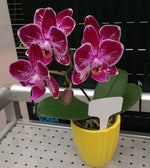 Carica l'immagine nel visualizzatore Galleria, Phalaenopsis Lianher Happy Ladybug