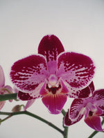 Carica l'immagine nel visualizzatore Galleria, Phalaenopsis Lianher Happy Ladybug