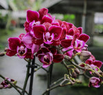 Carica l'immagine nel visualizzatore Galleria, Phalaenopsis Lianher Cranberry 'Cha Cha'