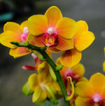Carica l'immagine nel visualizzatore Galleria, Phalaenopsis Lioulin Orange