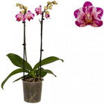 Carica l'immagine nel visualizzatore Galleria, Phalaenopsis Little Gem Stripe “Cat King”