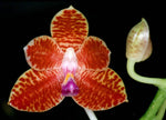Carica l'immagine nel visualizzatore Galleria, Phalaenopsis Little Fox (Phal. mariae x Phal. javanica)