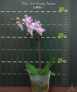 Carica l'immagine nel visualizzatore Galleria, Phalaenopsis Liu's Beauty Taiwan