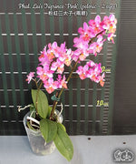 Carica l'immagine nel visualizzatore Galleria, Phalaenopsis Liu's Triprince 'Pink' (peloric - 2 eyes)
