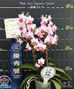 Carica l'immagine nel visualizzatore Galleria, Phalaenopsis Liu's Triprince 'Splash' SM/TOGA