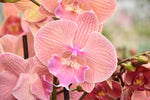 Carica l'immagine nel visualizzatore Galleria, Phalaenopsis LongShu Easter Beauty