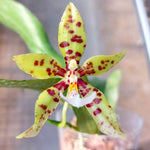 Carica l'immagine nel visualizzatore Galleria, Phalaenopsis Micaels Pantheritz (Phal micholitzii × Phal pantherina)