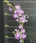 Carica l'immagine nel visualizzatore Galleria, Phalaenopsis Miki Blue Fantasy '530'