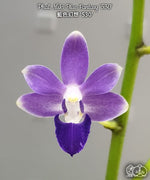 Carica l'immagine nel visualizzatore Galleria, Phalaenopsis Miki Blue Fantasy '530'