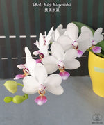 Carica l'immagine nel visualizzatore Galleria, Phalaenopsis Miki Micparishii (Taisuco Micky × parishii)