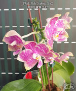 Carica l'immagine nel visualizzatore Galleria, Phalaenopsis Miki Sabina '742'