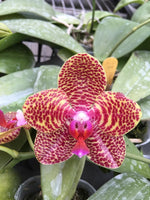 Carica l'immagine nel visualizzatore Galleria, Phalaenopsis Mituo Sun x Sun Tiger