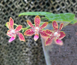 Carica l'immagine nel visualizzatore Galleria, Phalaenopsis Nianzhen Song (venosa x finleyi)