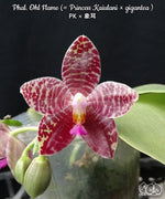 Carica l'immagine nel visualizzatore Galleria, Phalaenopsis Ohl Flame (Princess Kaiulani × gigantea)