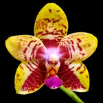 Carica l'immagine nel visualizzatore Galleria, Phalaenopsis Orchid World