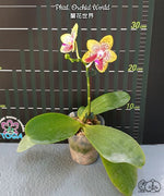 Carica l'immagine nel visualizzatore Galleria, Phalaenopsis Orchid World