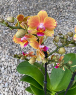 Carica l'immagine nel visualizzatore Galleria, Phalaenopsis Limpopo